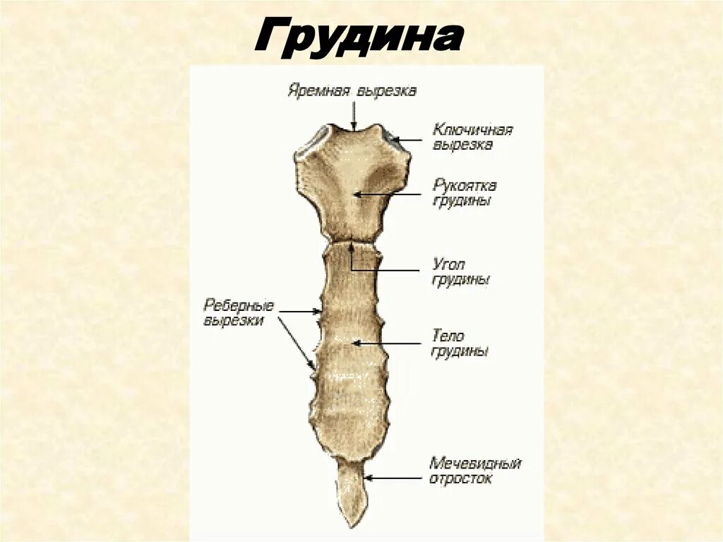 Образование рукоятки грудины