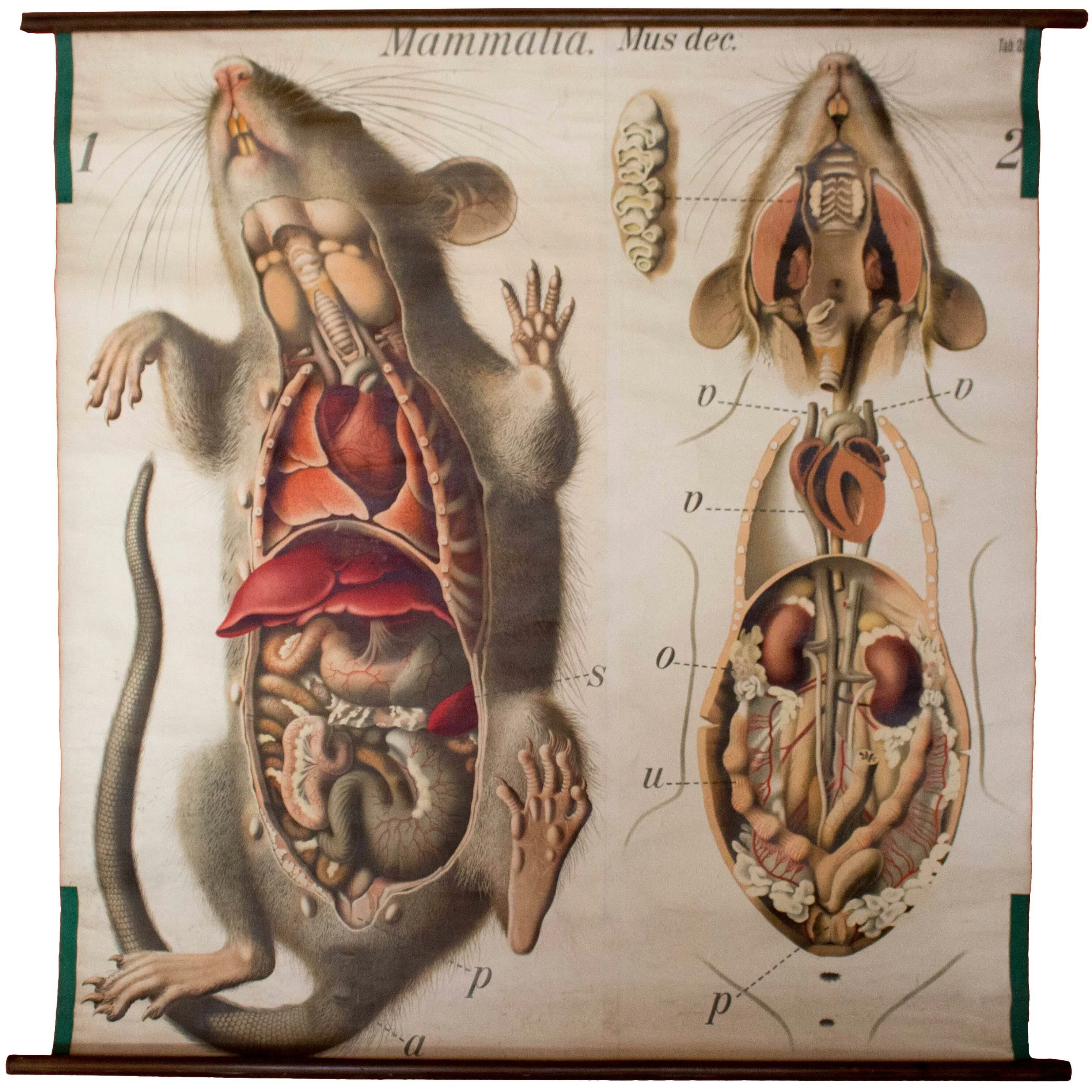 Анатомия крысы внутренние органы. Топография внутренних органов крысы. Анатомия крысы внутреннее строение. Серая крыса строение