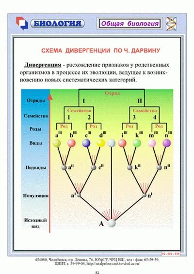 Схема дивергенции по Дарвину. Видообразование по Дарвину дивергенция признаков. Схема дивергенции форм рисунок ч.Дарвина. Схема дивергентной эволюции по ч.Дарвину. Чем определяется расхождение признаков у родственных групп