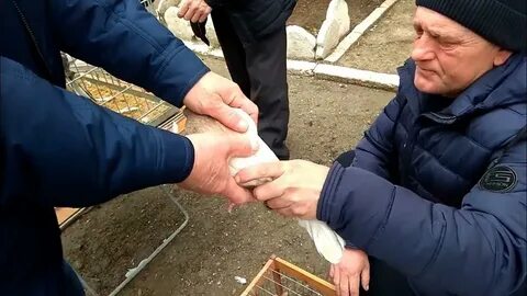 Выставка голубей в туле 2024 году