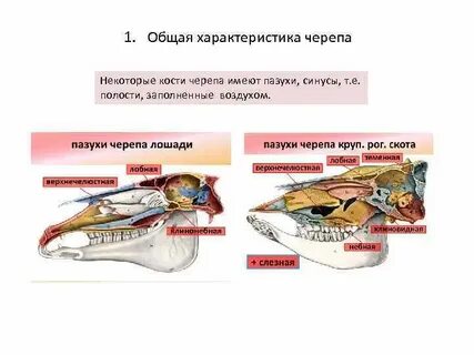 Черепные пазухи