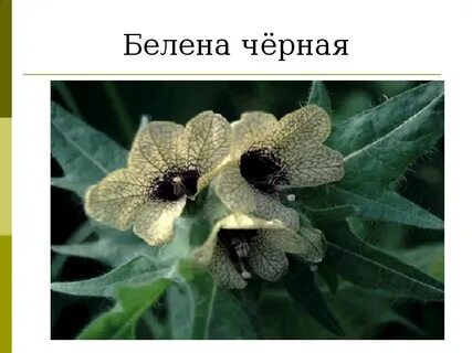 Белены известью