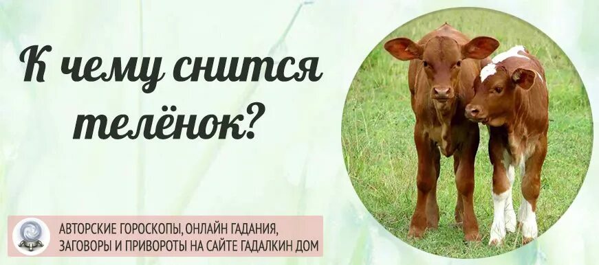 К чему снятся телята женщине. Коровы на ферме. Сон корова с теленком к чему снится. К чему снится корова. Корова на природе.