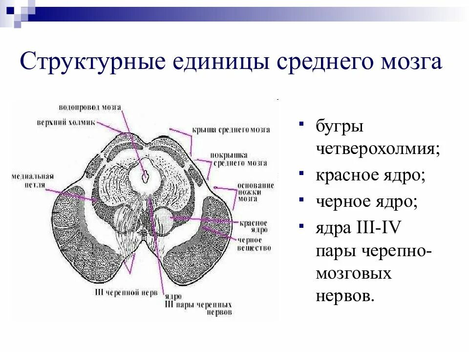 Область ядра мозга. Наружное строение среднего мозга анатомия. Анатомия среднего мозга анатомия промежуточного. Средний мозг, его строение и функции.. Функции ядер черепно-мозговых нервов среднего мозга.