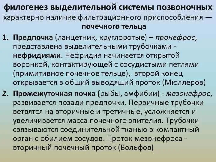 Филогенез позвоночных. Филогенез выделительной системы. Филогенез выделительной системы позвоночных. Филогенез выделительной системы позвоночных животных. Филогенез мочевыделительной системы позвоночных.