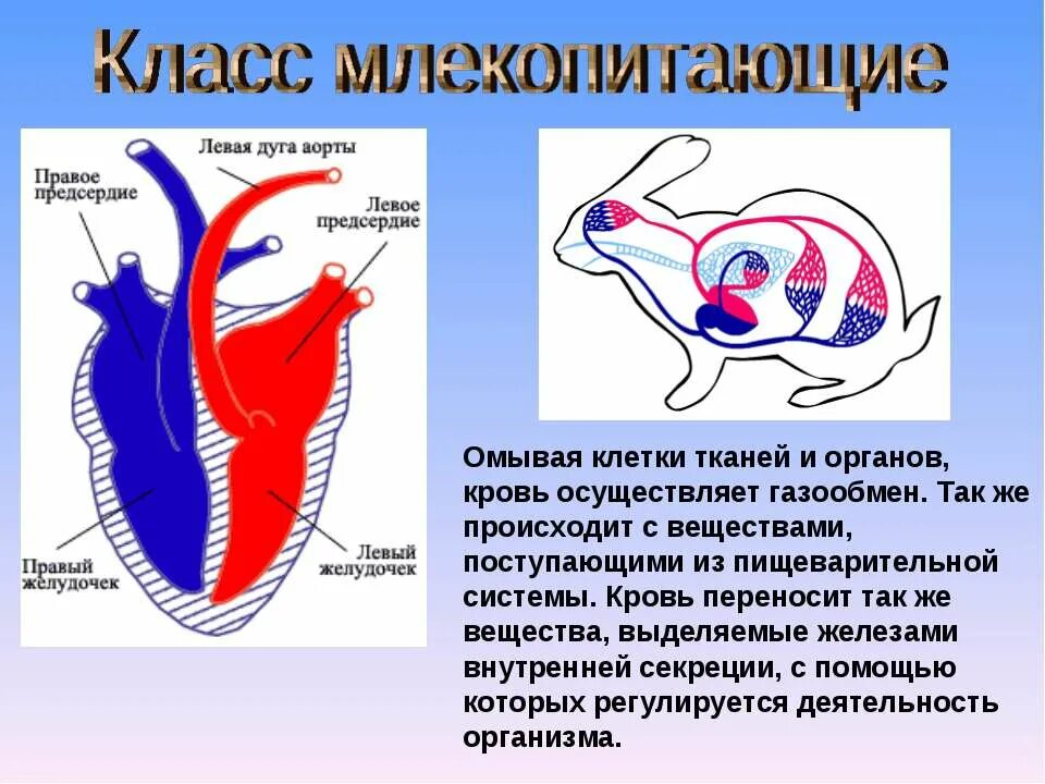 Кровеносная система насекомоядных млекопитающих. Кровеносная система млекопитающих схема. Строение кровеносной системы млекопитающих. Схема строения кровеносной системы млекопитающих. Предсердие у животных