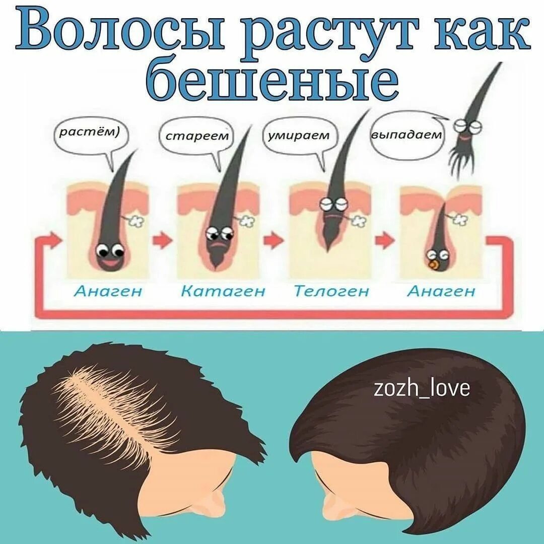 Почему волосы на голове медленно. Для роста волос. Как растут волосы. Рост волос на голове. Прически для роста волос.