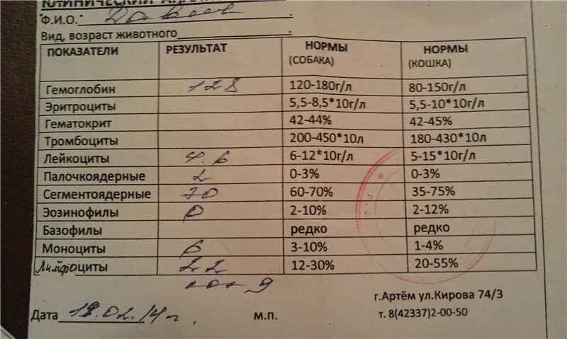 Густая кровь сдать анализы. Лейкоциты в моче собаки. Лейкоциты в моче у собаки норма. Лейкоциты в моче повышены у собаки. Анализ мочи собаки.