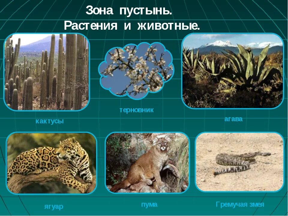 Животный сир в пустыни. Пустыни и полупустыни африки животные. Животный мир пустыни евразии. Животные и растения пустыни 4 класс. Растительность в пустыне и полупустыне.