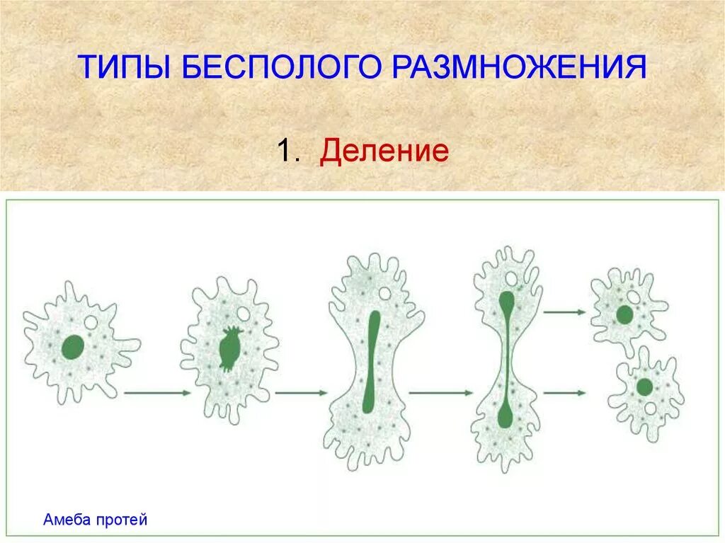 Размножается путем деления. Тип деления бесполого размножения. Формы бесполого размножения деление. Схема процесса деления бесполого размножения. Рисунок биология бесполое размножение.