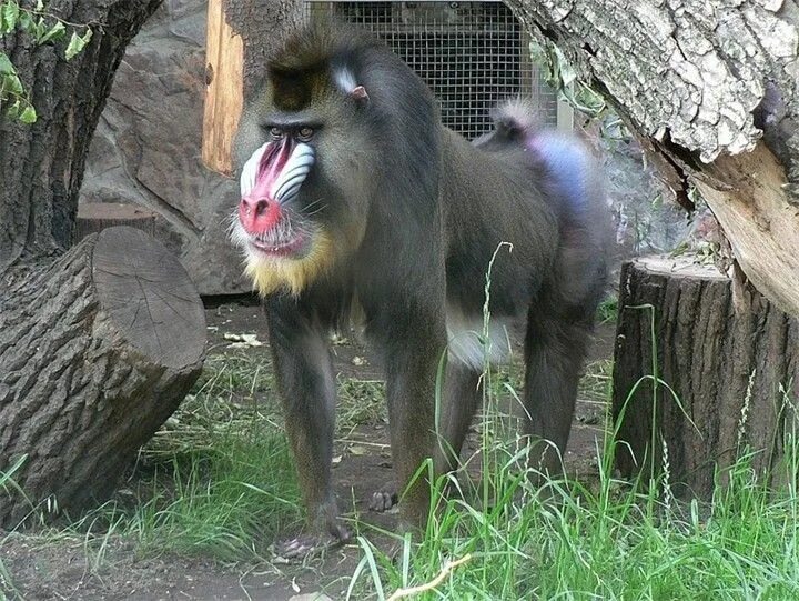 Гималайский бабуин. Самец мандрила. Бабуин фото. Родич павиана. Сомалийский павиан.