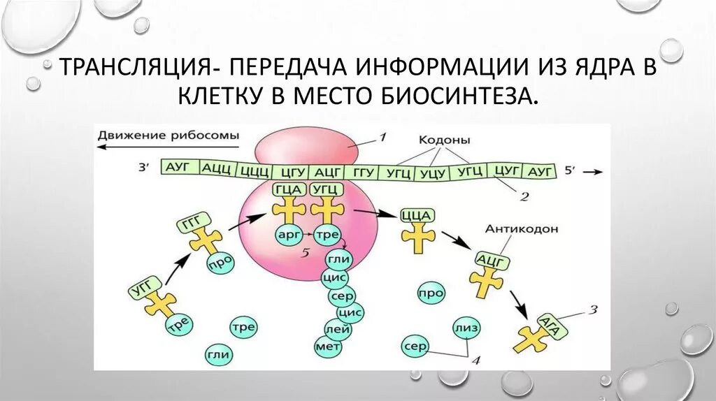 Егэ биология задачи на биосинтез. Схема синтеза белка в рибосоме трансляция. Процессы трансляции биосинтеза белка. Трансляция Биосинтез белка на рибосоме.