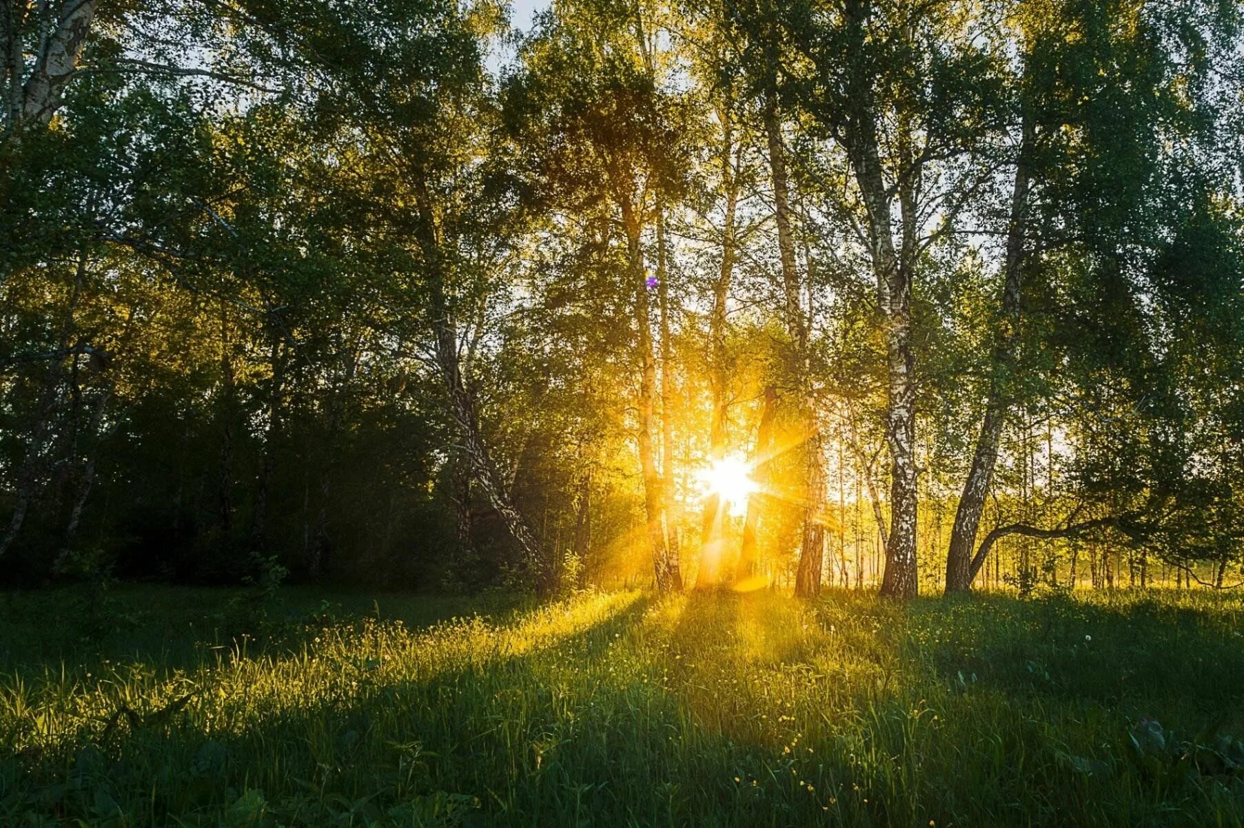 Пригревает яркое солнце. Природа солнце. "Солнце в лесу". Рассвет солнца. Лето солнце.