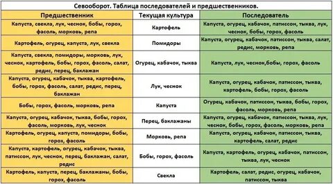 Под какую культуру можно сажать чеснок