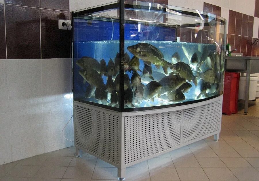 Купить живых аквариумных рыбок