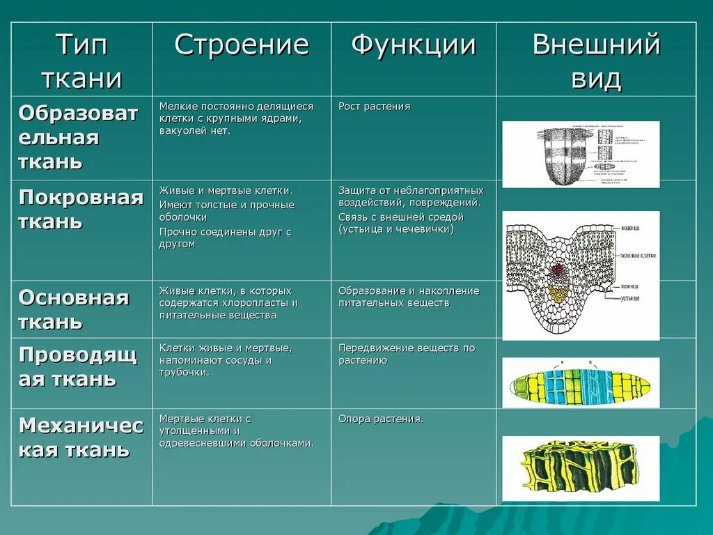 Ткани растений 6 видов. Биология 5 класс ткани растений функция и строение. Основные типы тканей растений функции. Типы основной ткани растений. Ткани растений их строение и функции.