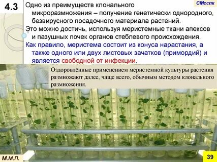 Меристему культура
