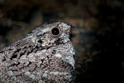 Nightjar Bird 3.jpg. w:en:Creative Commons. 