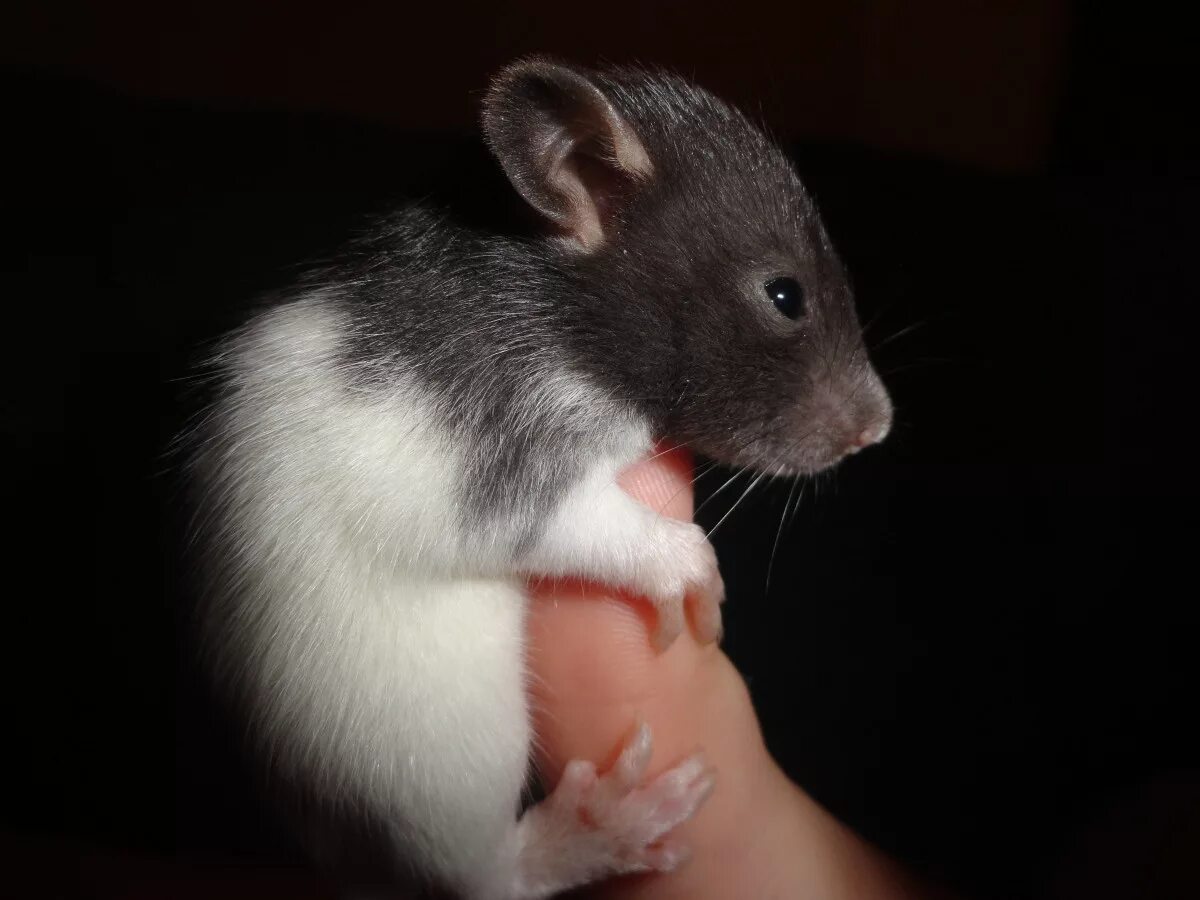Маленькие крыски домашние. Маленькие крысята. Крысенок и мышонок. Маленький крысенок и мышонок.