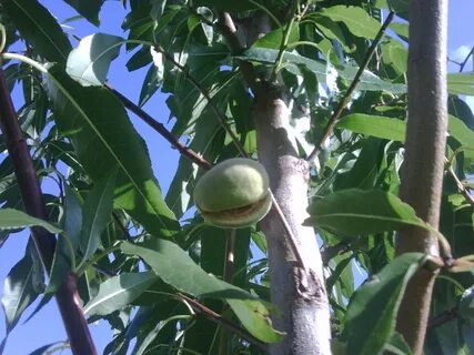 Bore fruit