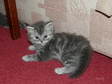 Шотландская кошка с прямыми ушами