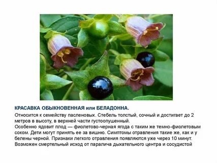 Ядовитые растения семейство