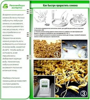 Что такое всхожесть семян