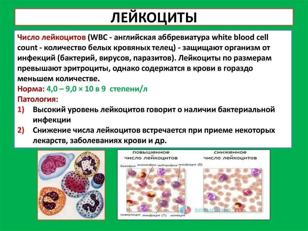 Лейкоциты более 100. Лейкоциты в крови. повышение лейкоцитов. снижение уровня лейкоцитов. причины повышения лейкоцитов.