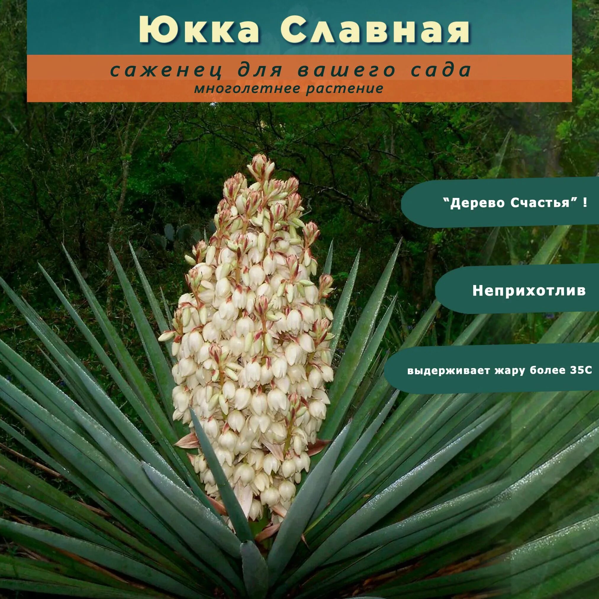 Юкка значение. Юкка значение