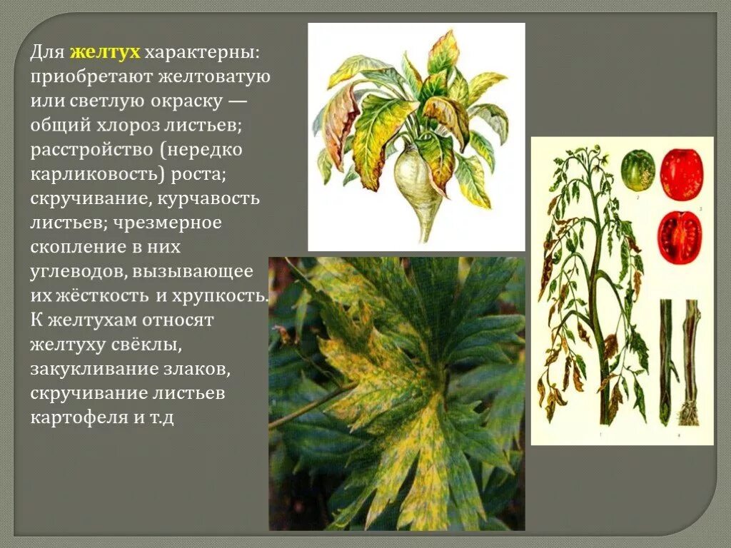 Хлороз растений вирусы. Вирусные заболевания растений желтуха. Вирусная болезнь растений желтуха. Вирусы вызывающие болезни растений. Определение болезней растений