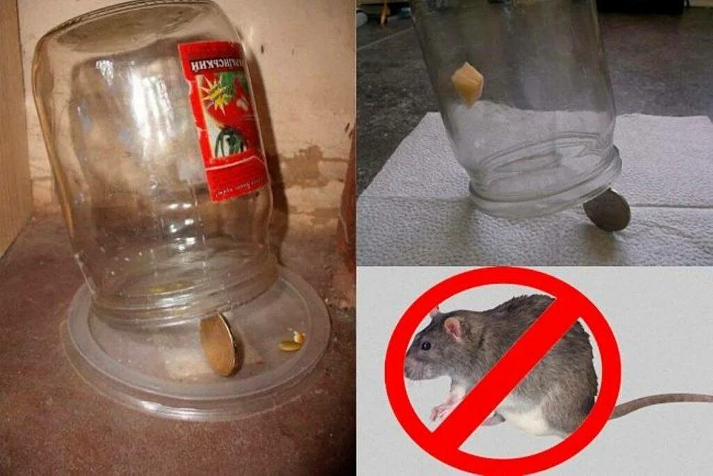 Как поймать мышь в квартире ночью