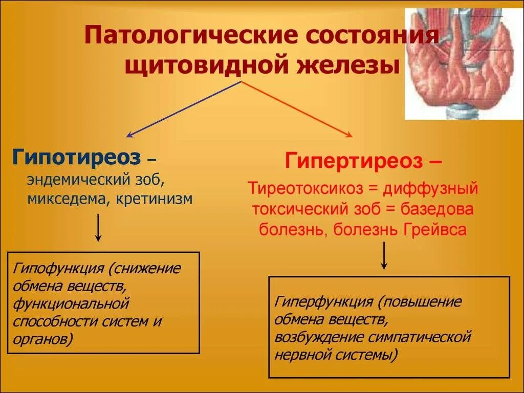 Жалоба при гипотиреозе является. Гипофункция основного гормона щитовидной железы. Щитовидная железа гормоны гиперфункция и гипофункция. Гормоны щитовидной железы гипо и гиперфункция. Проявление гипофункции щитовидной железы.