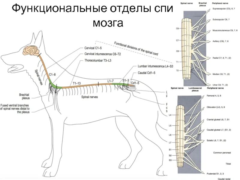 Мозг собаки отделы. Отделы спинного мозга собаки. Спинной мозг собаки. Где у собаки спинной мозг. Спинной мозг собаки картинка.