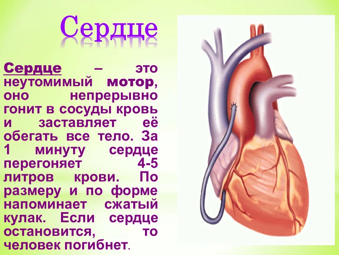 Сердце гонит. Строение сердца человека. Факты о сердце человека. Сообщение на тему сердце. Рассказ про сердце человека.