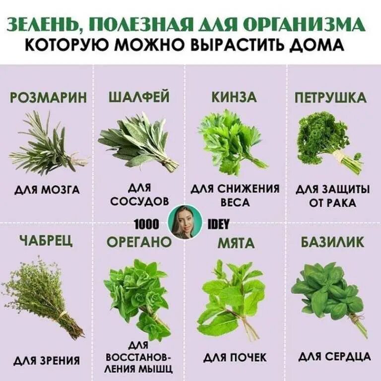 Полезные травы для организма. Какая зелень самая полезная. Лекарственные травы. Чем полезна зелень. Пряные травы список.