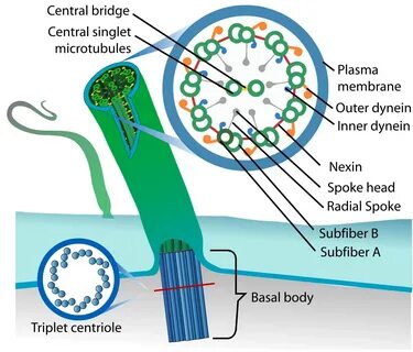 Centriole - Definition, Function, Structure of Plant/Animal Cells.