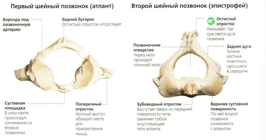 Задний бугорок