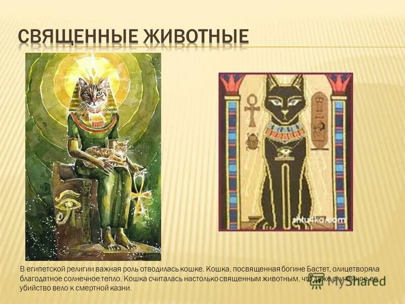 корова в индуизме. культ почитания коровы в индии. корова священное животное в индии. священные животные индии. корова – священное индийское животное.