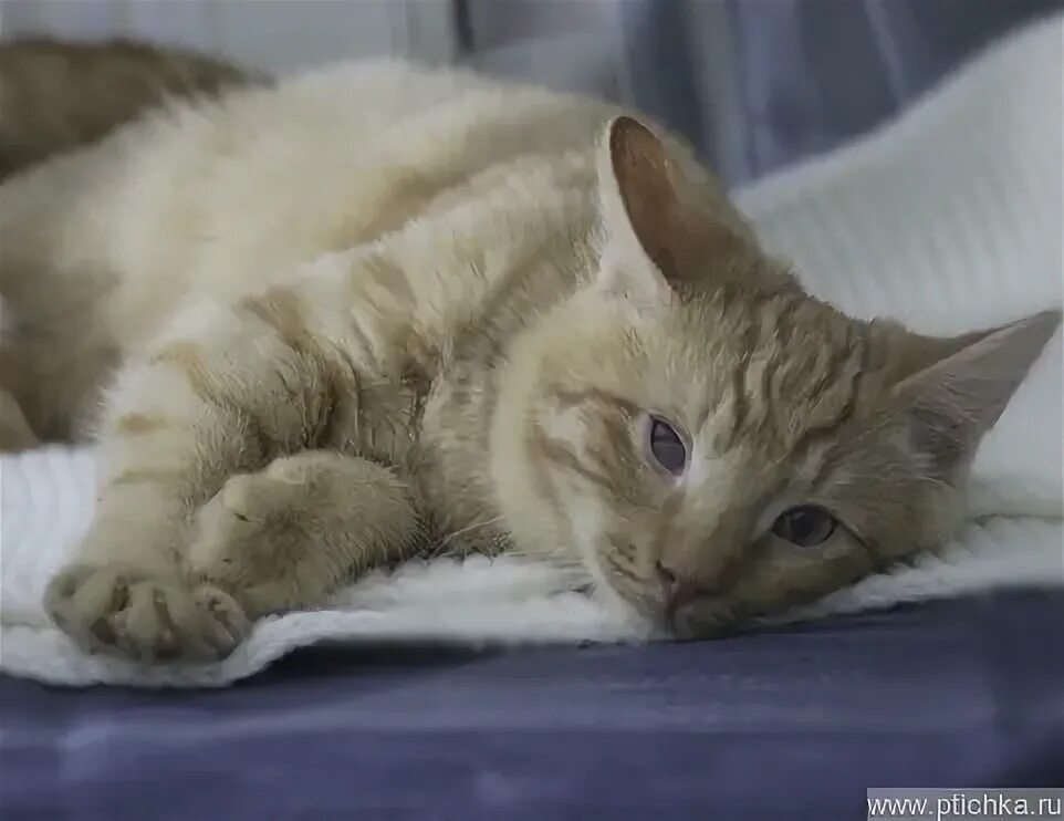 Мой ласковый котенок. Кот ласковый котлас.