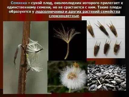 Плод семянка какое семейство