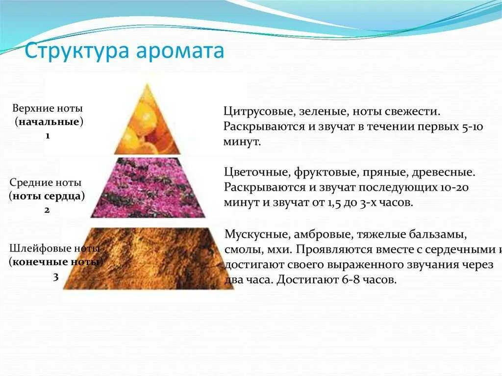 Пирамида туалетной воды. Ольфакторная пирамида аромата. Структура парфюма. Структура аромата духов. Верхние Ноты духов.