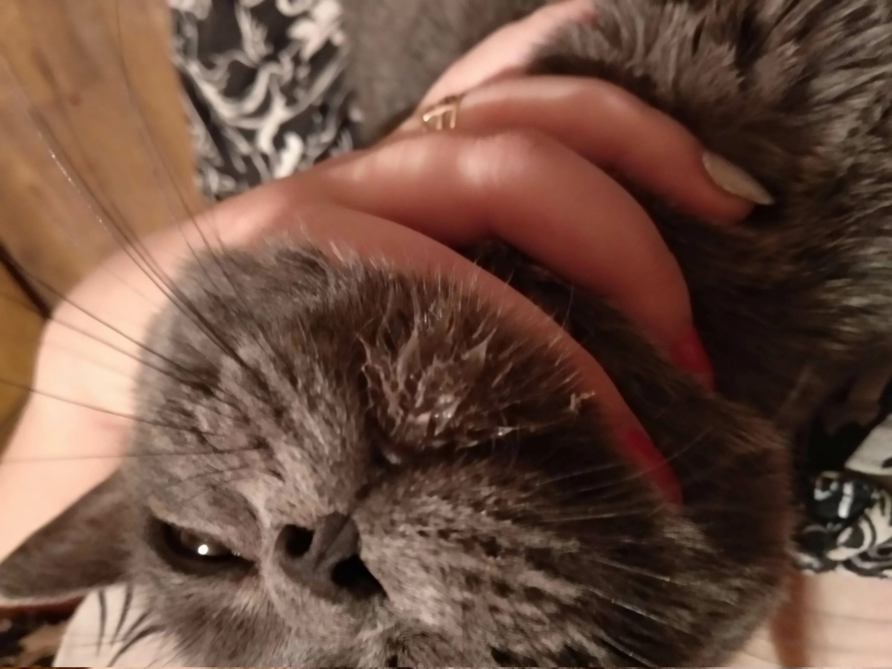 Почему у кошек текут слюни изо рта. Причины слюновыделения у котят. у кота текут слюни изо рта.