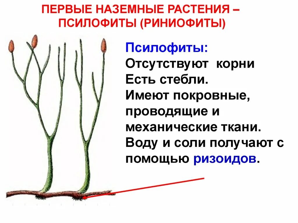 Риниевые псилофиты. Риниофиты Силур. Псилофиты первые наземные растения. Псилофиты Силур. Риниофиты первые растения освоившие наземно воздушную