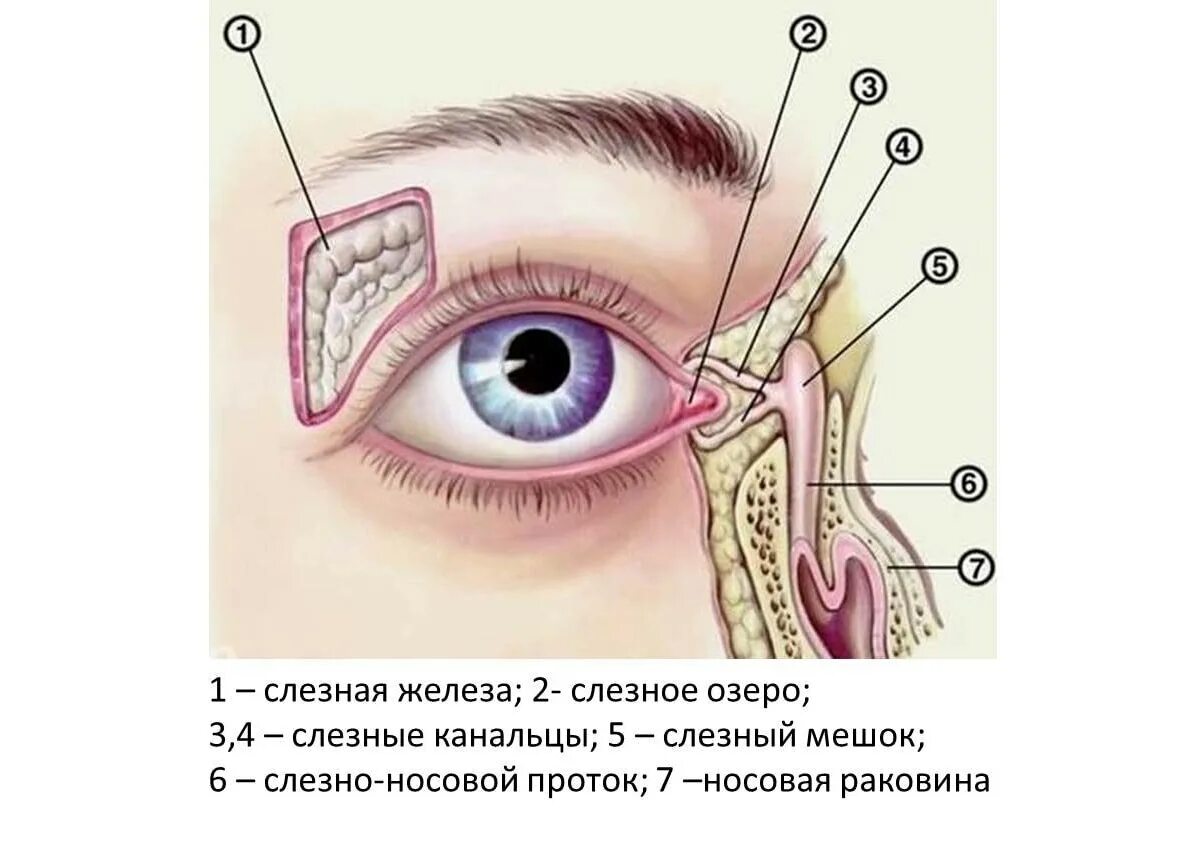 Как прочистить слезные каналы. Строение глаза слезный мешочек. Строение глаза человека слезный мешок. Строение слезных канальцев. Строение НОСО слезных путей.