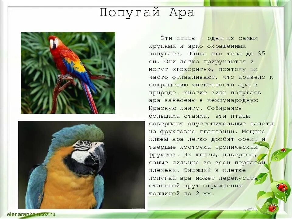 Ара аббревиатура