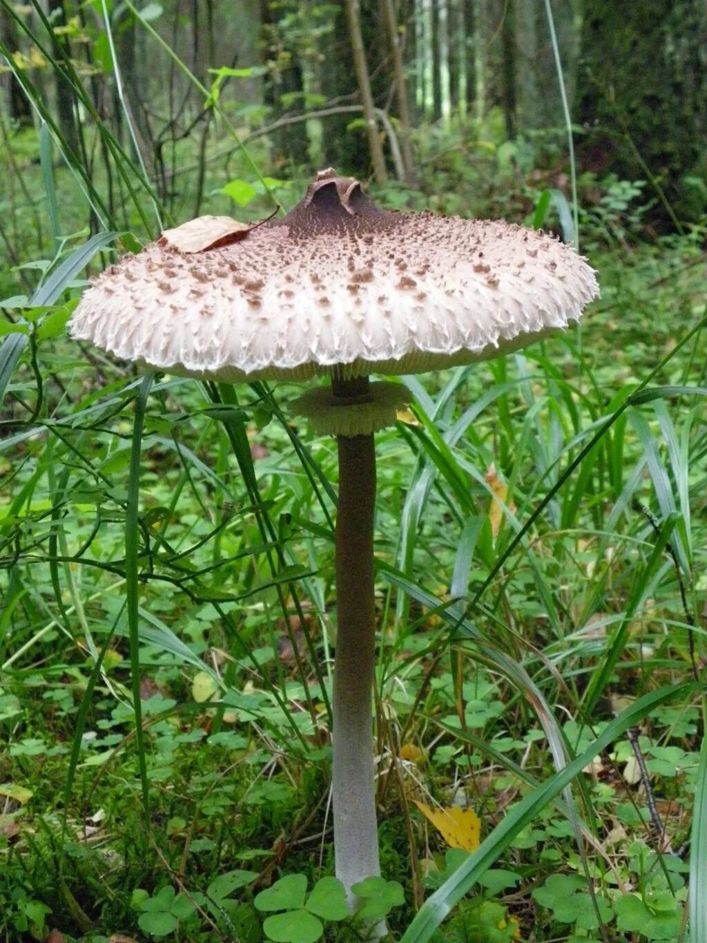 Как выглядит гриб зонтик. Гриб-зонтик девичий (macrolepiota puellaris). грибы пестрый зонтик съедобные. хлорофиллум свинцовошлаковый. гриб зонтик пёстрый пластинчатый.