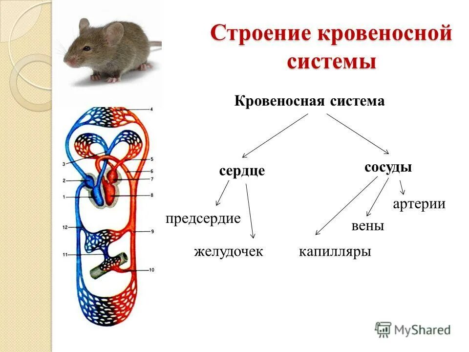 В чем заключается значение движения для животного