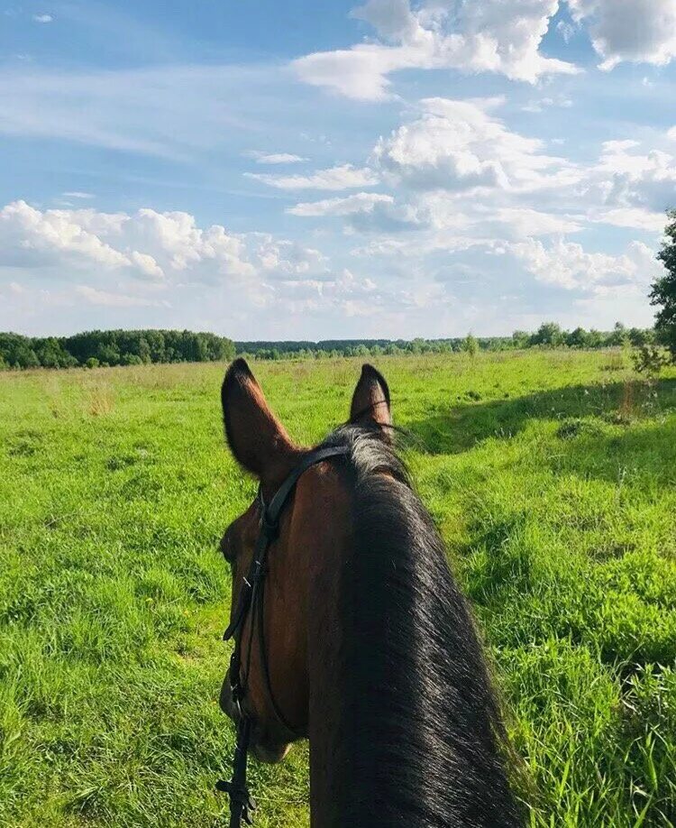 лошади напрокат. покататься на лошадях в подмосковье. арендовать лошадь. арендовать лошадь.