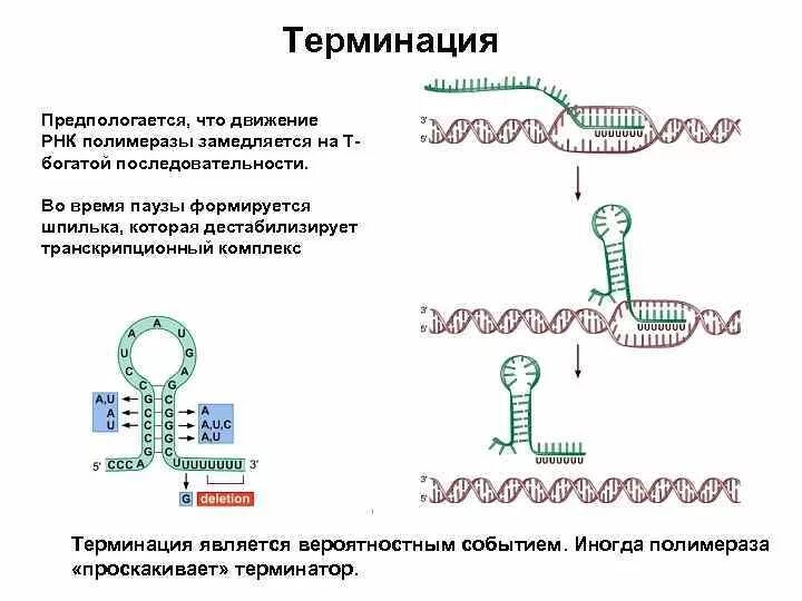 Терминация ДНК схема. Терминация РНК. Терминация транскрипции ДНК. . Вторичная и третичная структура РНК. Шпильки..