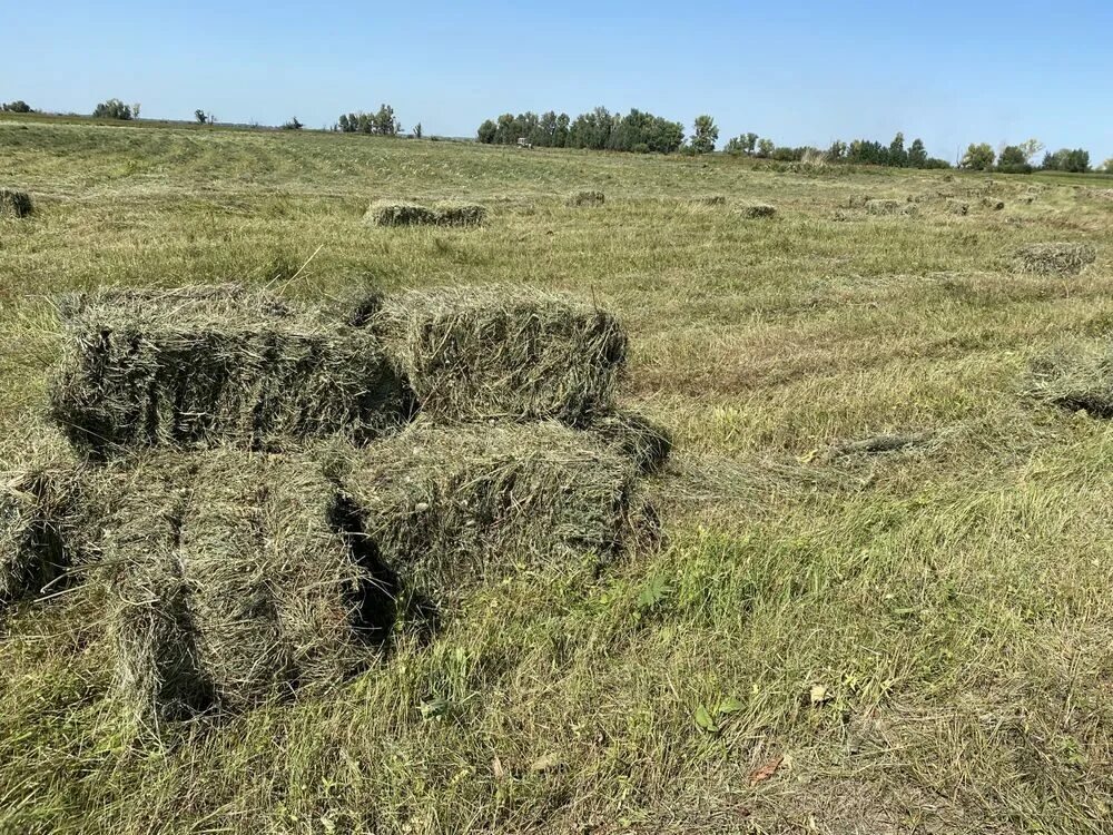 Сено разнотравье. Сено Луговое разнотравье. Сено разнотравье в тюках. Луговое сено в тюках. Сено тюки квадратные разнотравье.